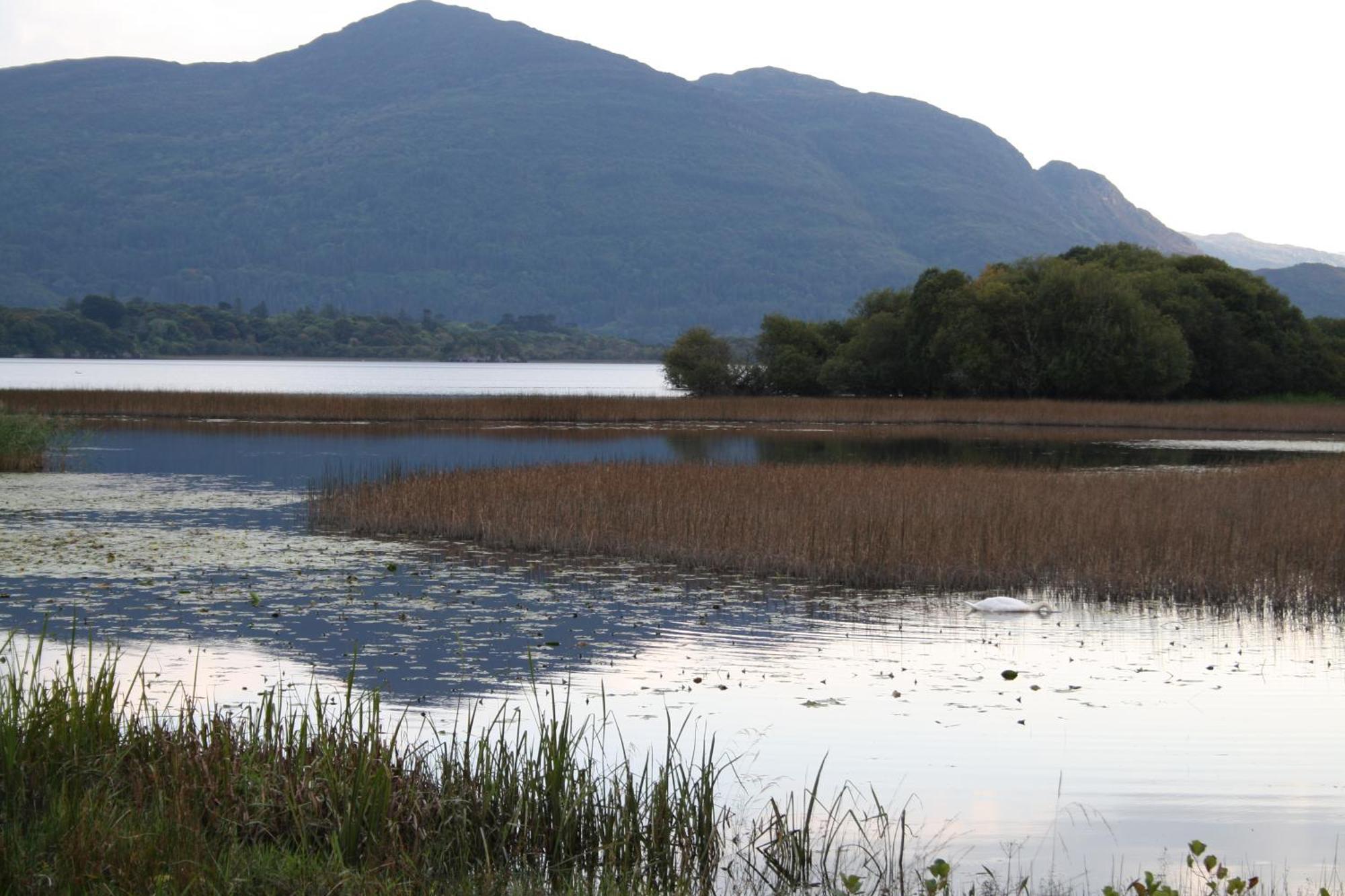 Innisfallen Holiday Homes Killarney Zimmer foto
